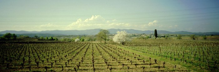 Obstbluete,
      Orb